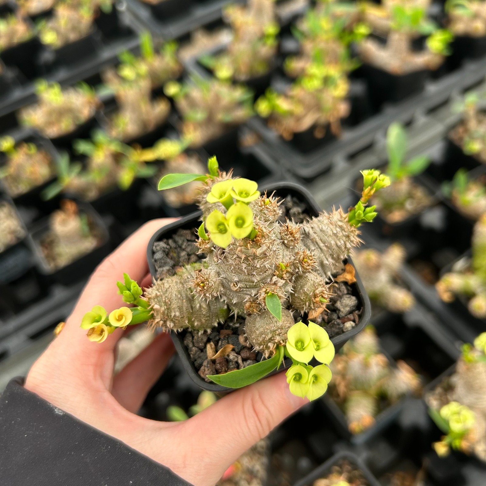 RareSucculent plant Euphorbia parvimedusae SeedGrown 5cm