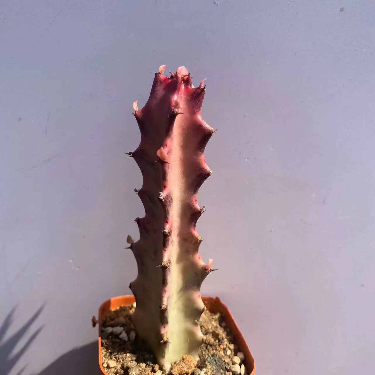8CM Succulent Cactus Plant Euphorbia Trigona Rubra Red Variegata Cactaceae Plant