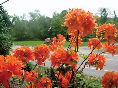 ( 1 ) – Mandarin Lights Orange Deciduous – Starter Plant ( 7L ) ( 1 live plant )