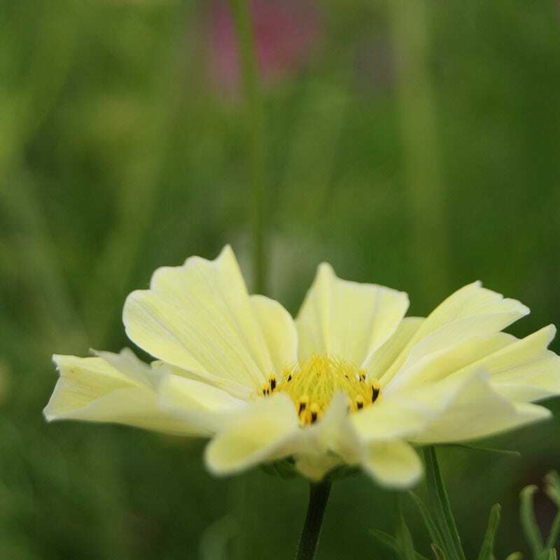 Cosmos SUNSET YELLOW Great Cut Flowers & Containers Non-GMO 100 Seeds