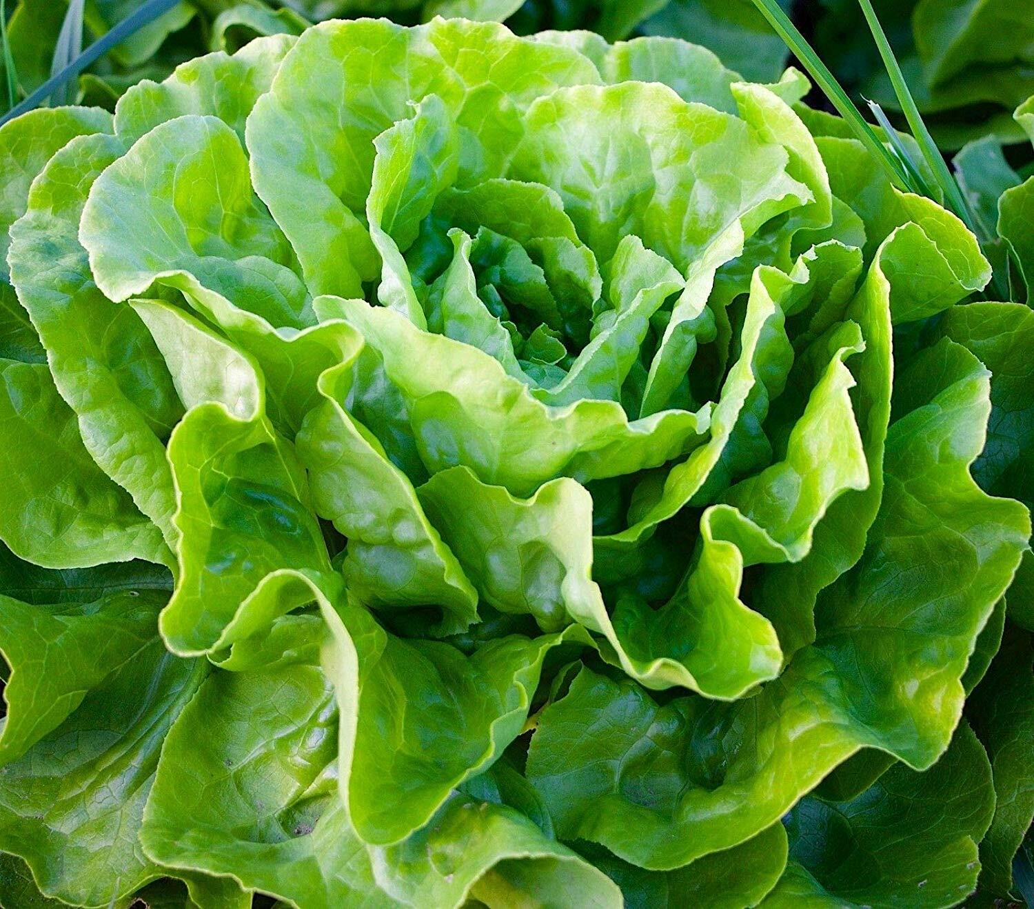 Tom Thumb Leaf Lettuce Seeds, Butterhead, Bibb, NON-GMO, Heirloom, FREE SHIPPING