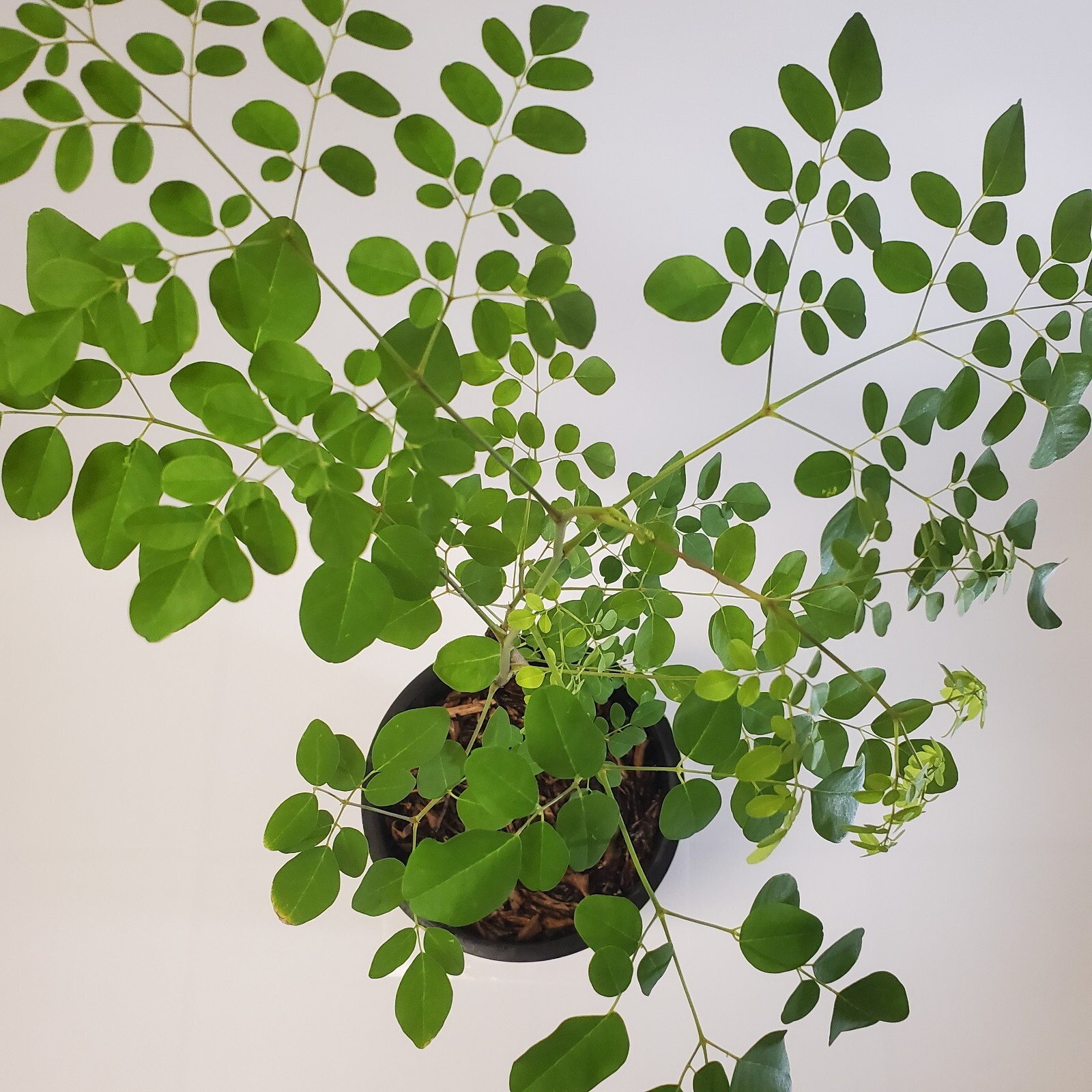 2-3ft Tall Moringa Oleifera Tree Save 6 Months of Grow Time AKA Miracle Tree