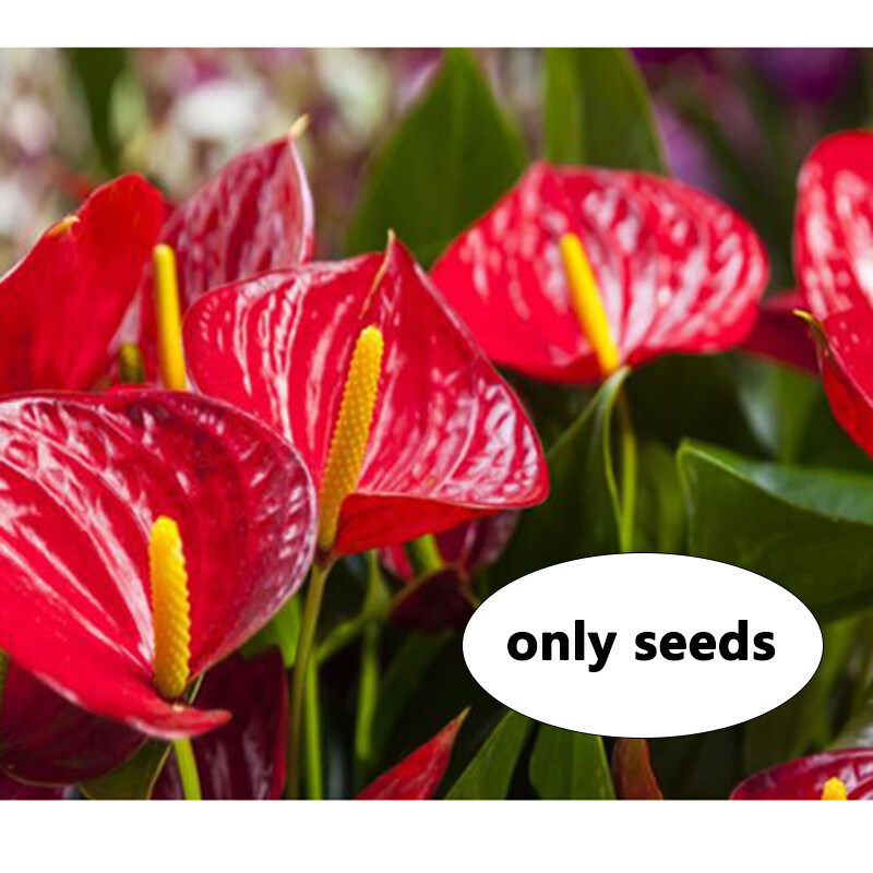 1 Pack 30 Red Color Anthurium Seeds Rare Anthurium Plantas Garden Flowers