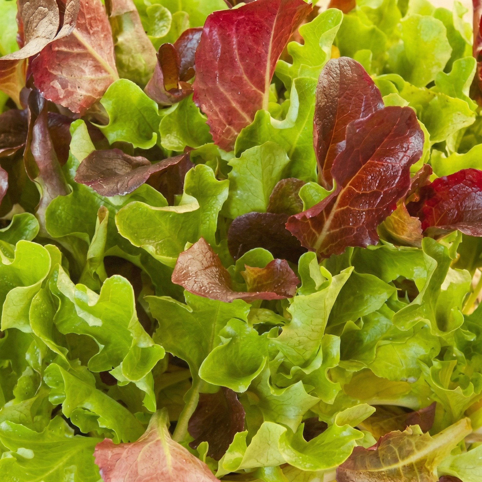 Lettuce HEATWAVE MIX Heat Tolerant Cut & Come Again Garden Non-GMO 1000 Seeds