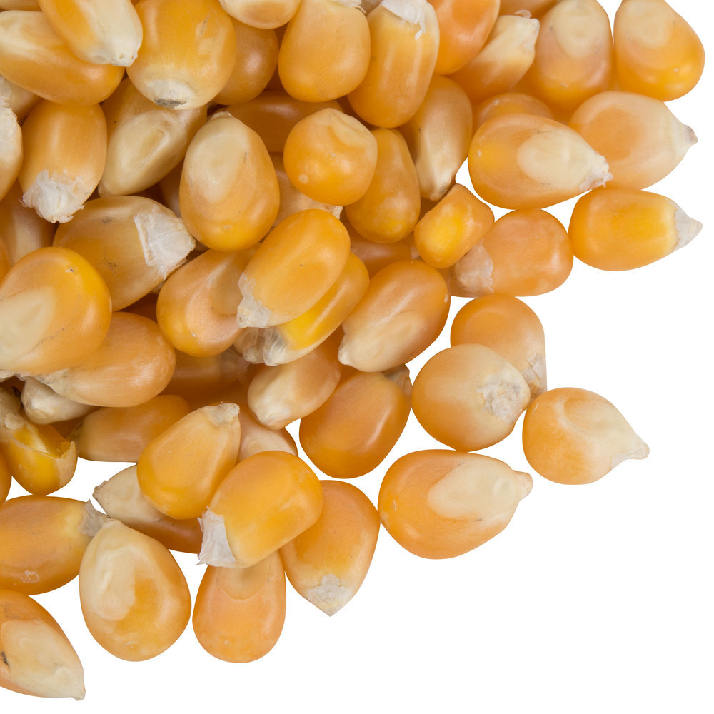 Extra Large Mushroom Popcorn Kernels, Non-GMO Made in US