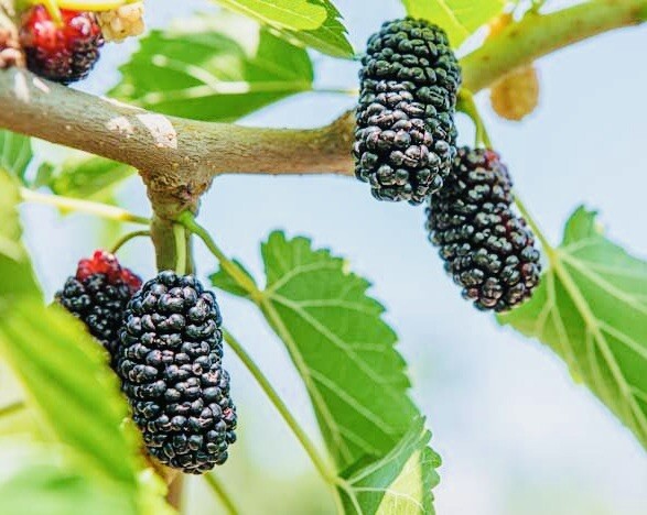 1 PACK 4” POT DWARF MULBERRY TREE GREENHOUSE BEST GIFT LIVE PLANT GUARANTEED