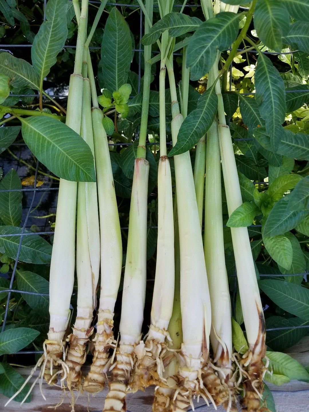 6 Live ORGANIC Lemongrass Stalks Plugs Cymbopogon Sereh Plant Lemon Grass Herb