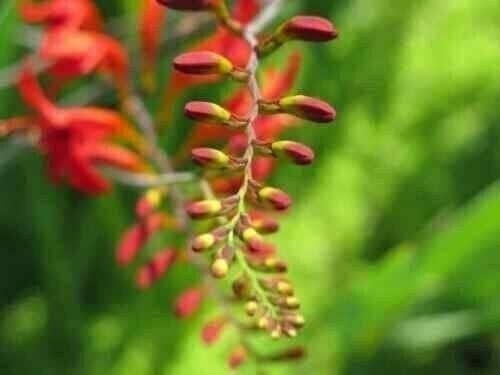 LUCIFER Crocosmia Bulbs 8+ cm or starter plant (You Choose) – US Seller