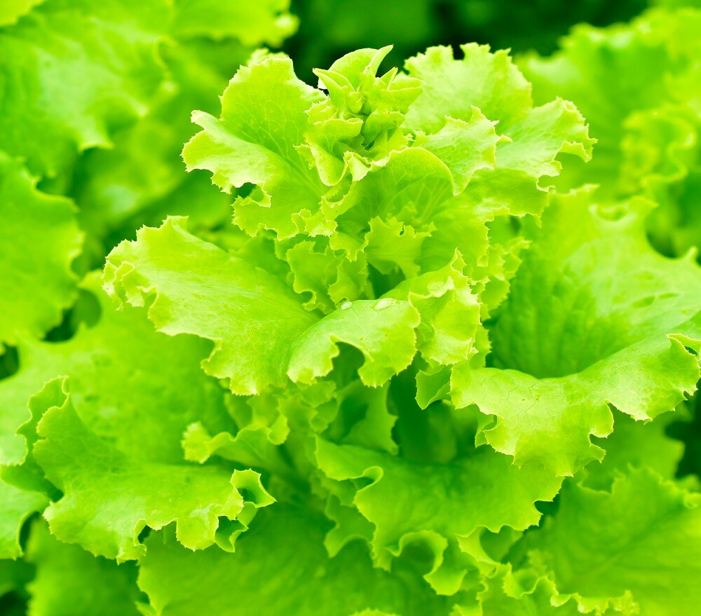 Lettuce Seeds – High Yield Heirloom Non-GMO, Free Shipping, Black Seeded Simpson
