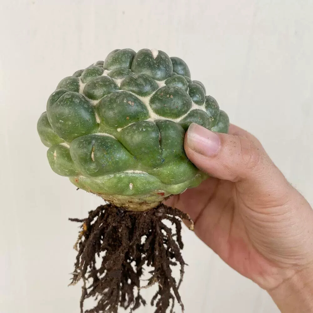 8CM Succulent Cactus Plant Coryphantha Elephantidens Stingless Cactaceae Plant