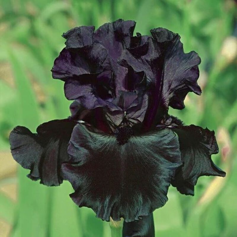 50 Iris Seeds Fragrant Flower Plant (much less money than bulbs) .
