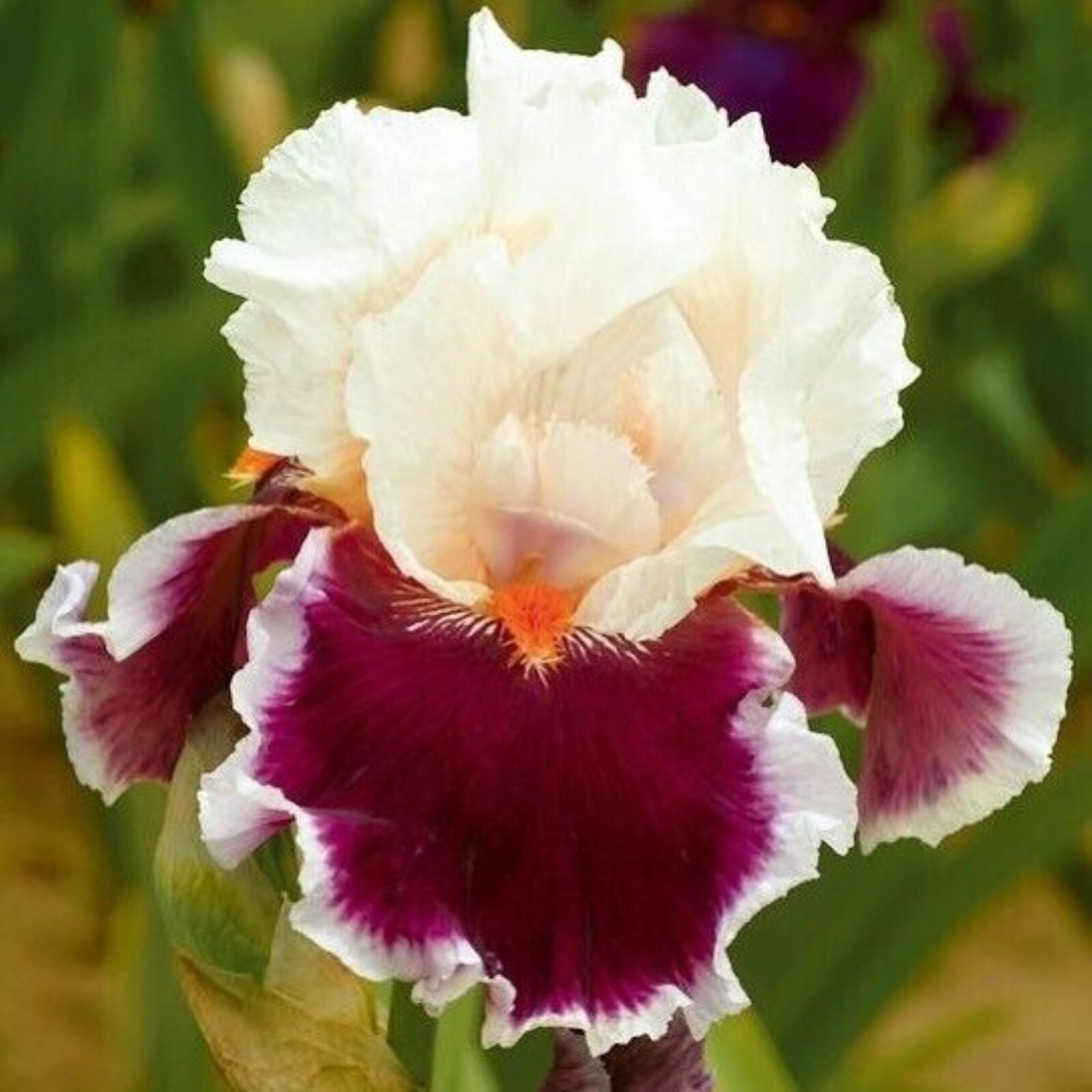 50 Iris Flower Seeds Much Less Money Than Bulbs..