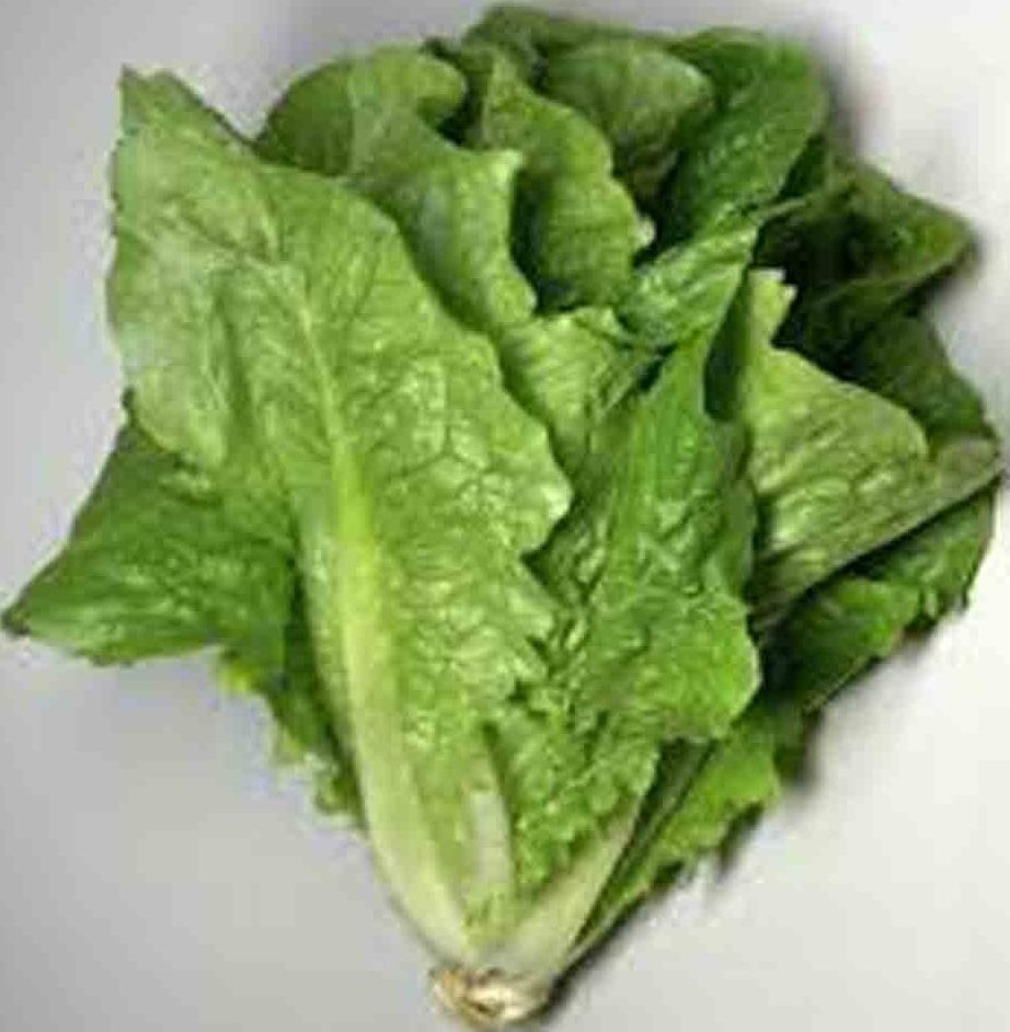 1500+ LETTUCE BLACK SIMPSON SEEDS SPRING SALADS HEIRLOOM NON-GMO MICROGREENS USA