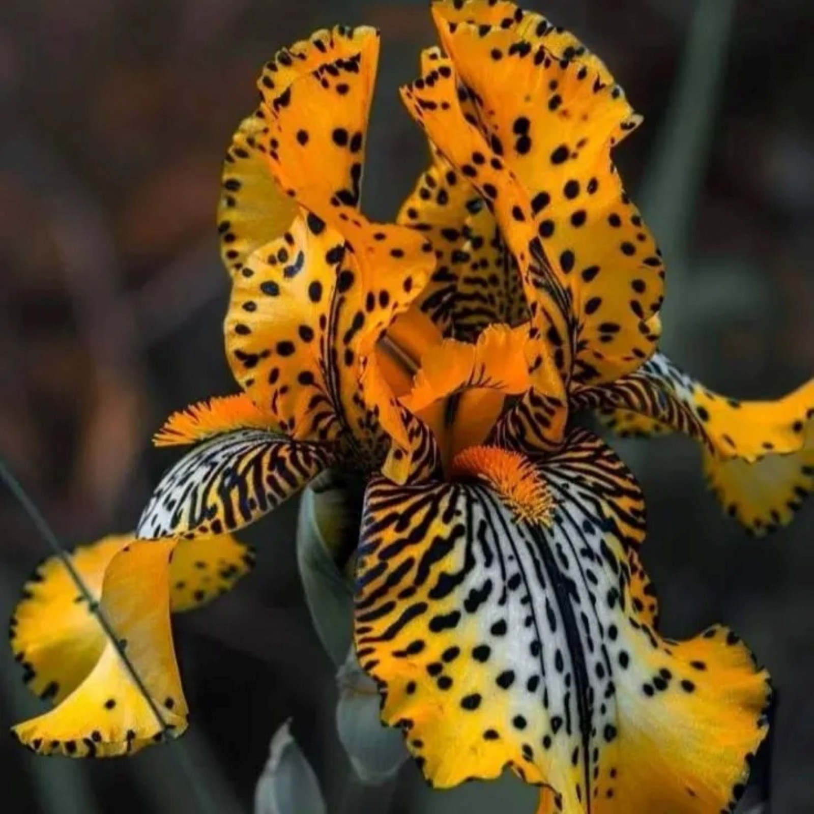 50 Iris Seeds Yellow Amber Much Less Money Than Bulbs ..