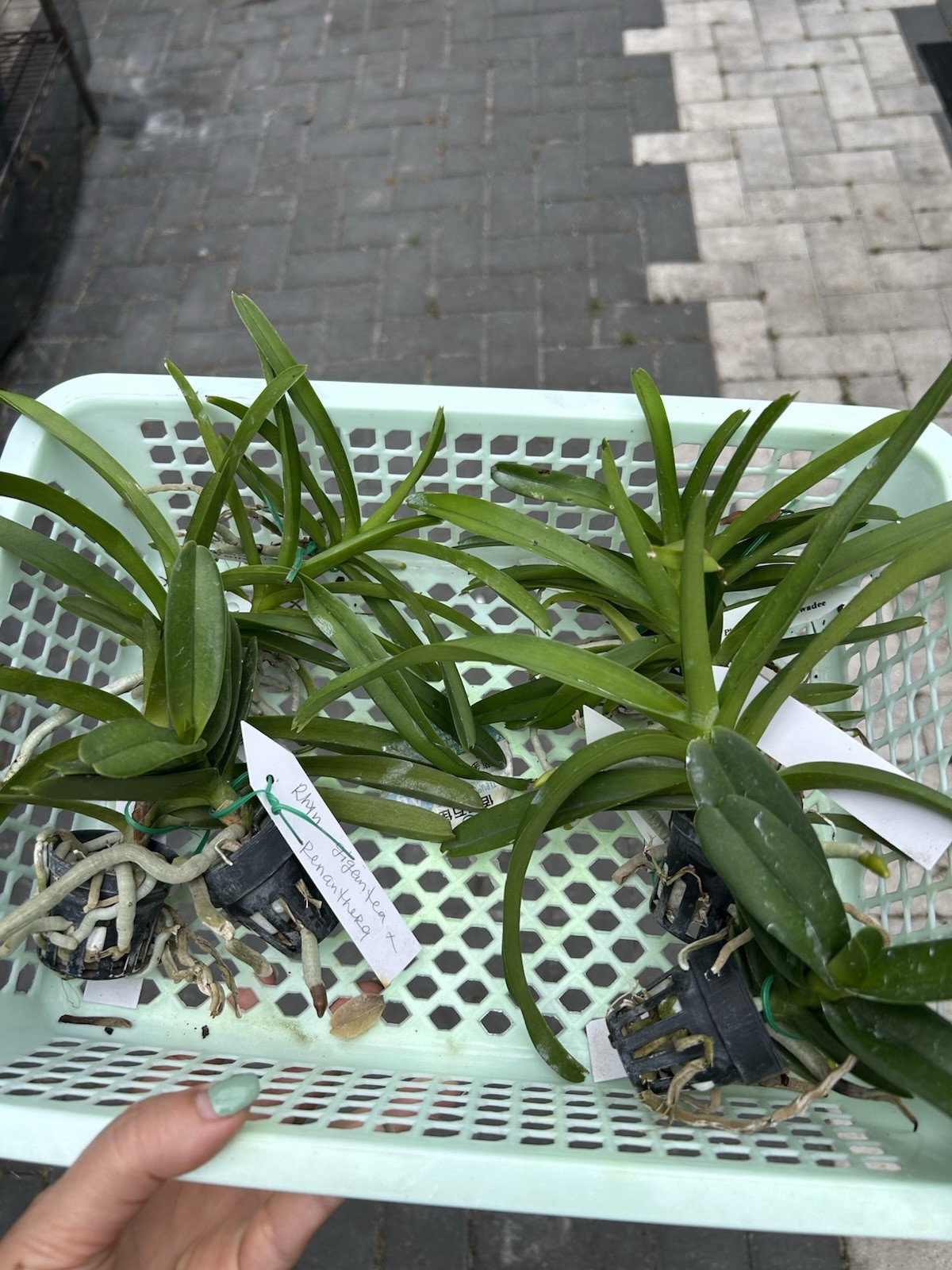 4 Different Vanda Seedling Package, Orchids See Description Hybrids