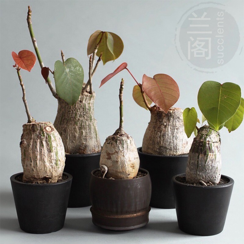 Cactus Succulent Plant Pseudobombax ellipticum Beautiful Home Garden Plant 4-5CM