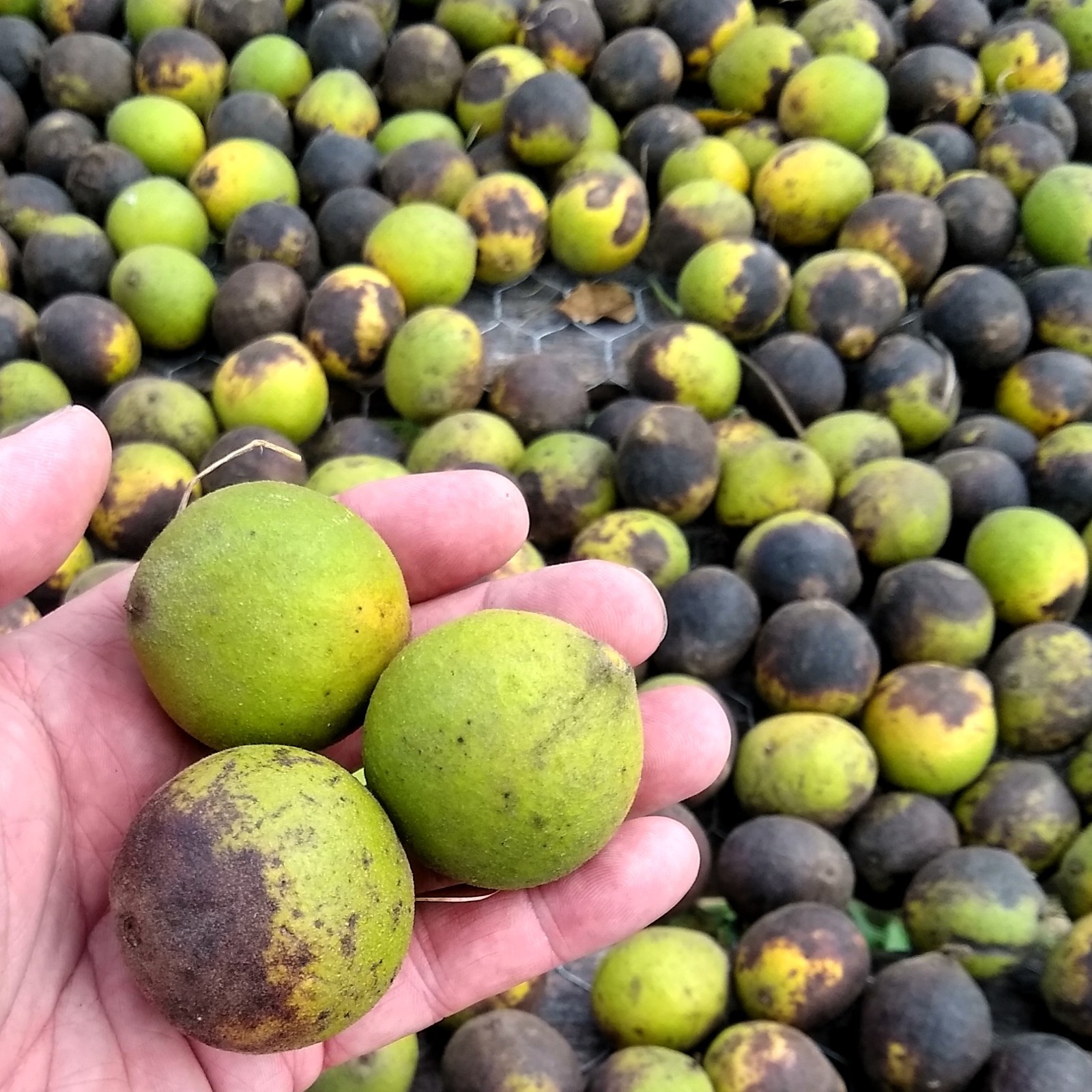BLACK WALNUTS 1 LB Seed Nuts Fresh 2025 Harvest Naturally Farm Grown in Missouri