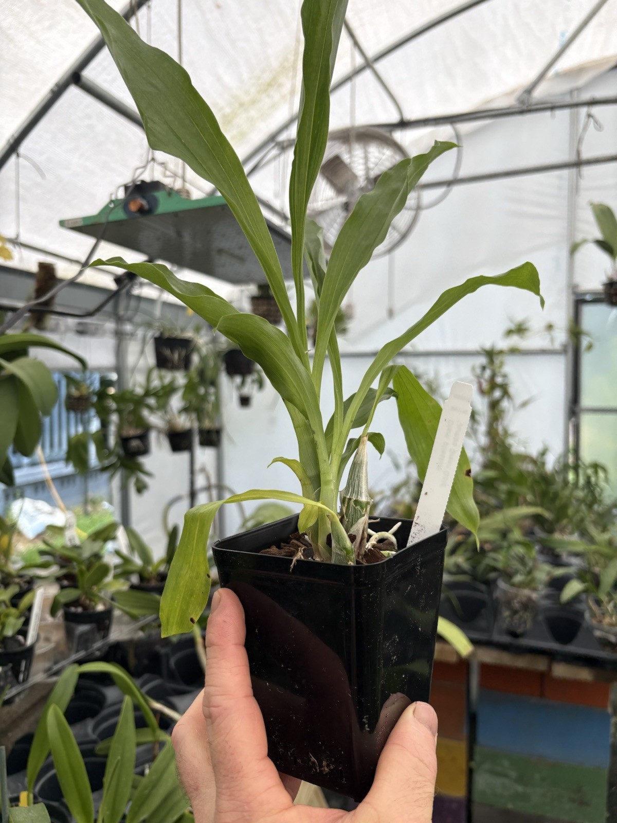 Catasetum pileatum ‘Jumbo Green Gold’ – Species – 4” Pot – Huge Flowers