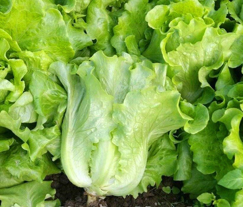 1000+All Season Romaine Lettuce Seeds Italian Yearly Lettuce USA