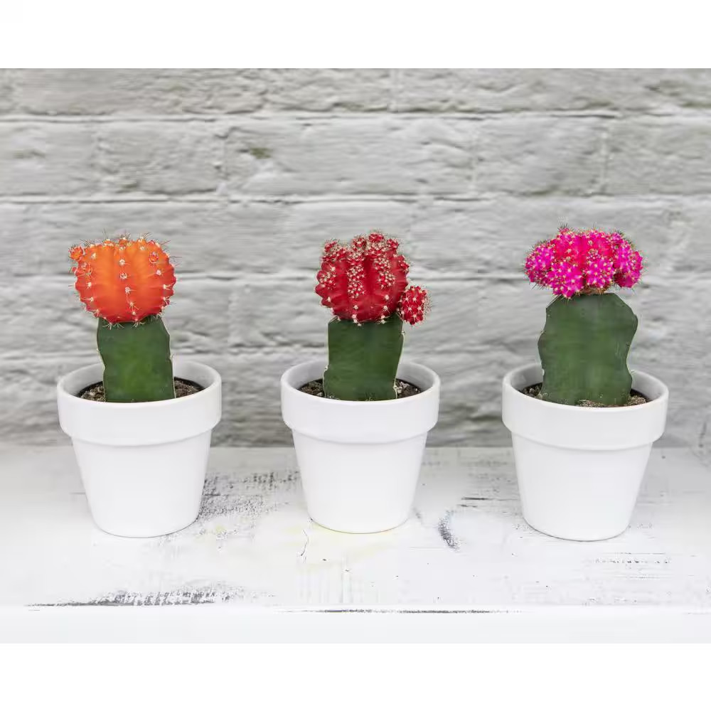 2.5 In. Assorted Grafted Cactus (3-Pack)