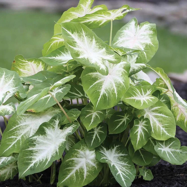 SALE! Fancy-Leaf CALADIUM Bulbs~YOU CHOOSE COLOR & QTY~Red/Pink/White~FREE SHIP