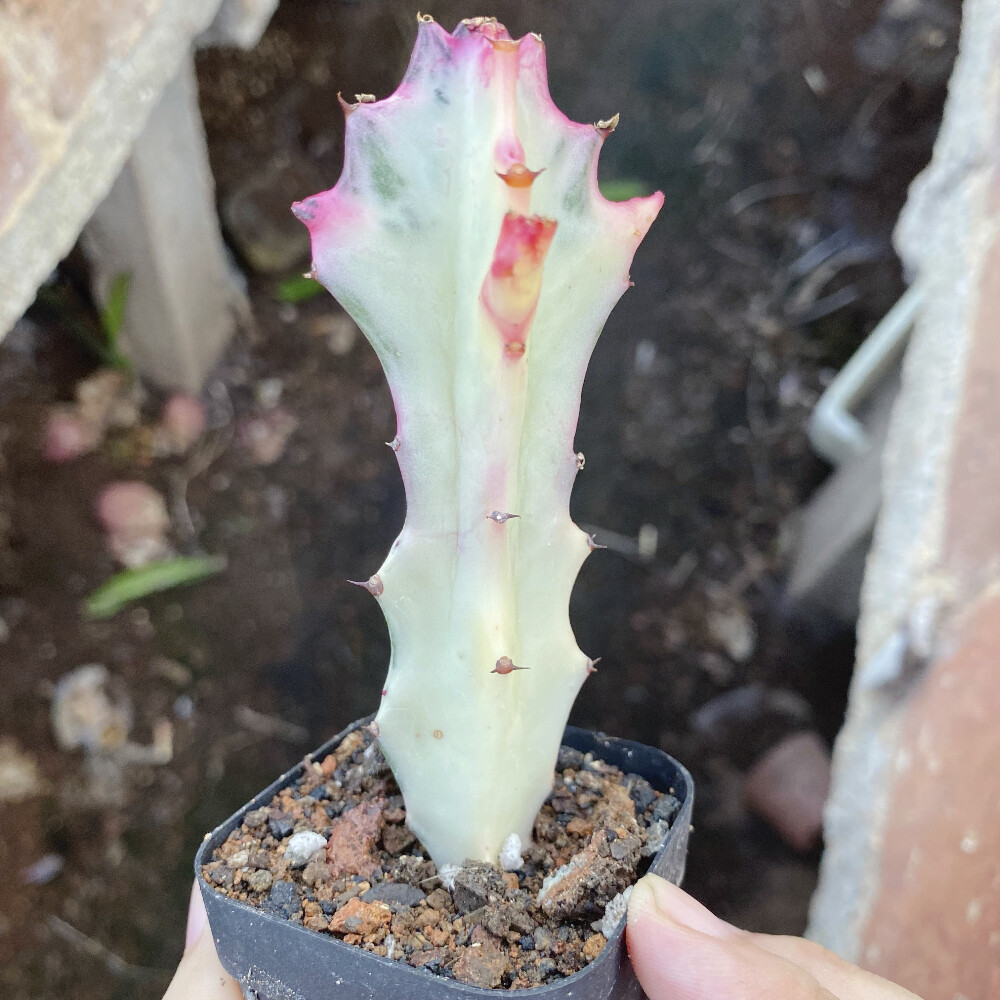 8CM Succulent Cactus Plant Euphorbia Trigona Rubra Red Variegata Cactaceae Plant