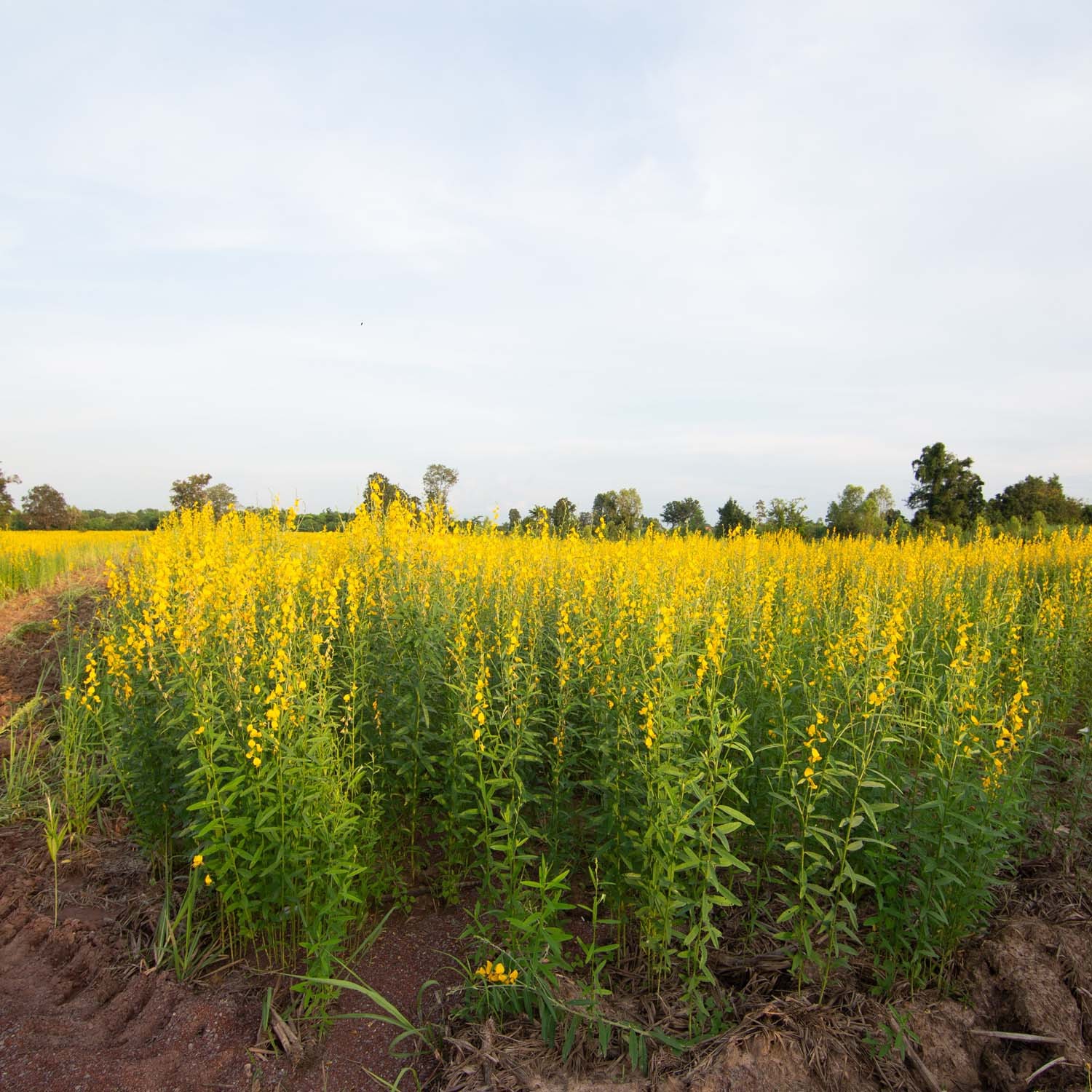 5 LBS Annual Sunn Hemp Pasture, Forage, and Cover Crop Seed