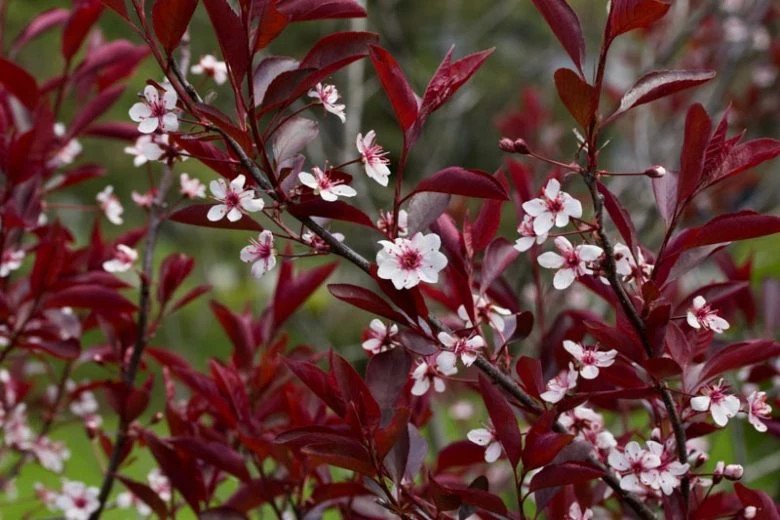 Purpleleaf Sandcherry 1 Live Plant in 3.5 Inch Pot
