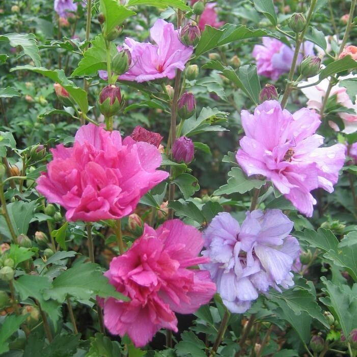 MIXED ROSE OF SHARON HIBISCUS ALTHEA LIVE 3 PLANTS VARIOUS COLORS 2.5” in pot