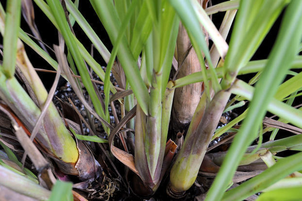 6 Live ORGANIC Lemongrass Stalks Plugs Cymbopogon Sereh Plant Lemon Grass Herb