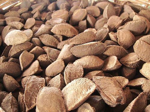 In Shell Brazil Nuts – 5 lb. – Treasured Harvest Brand