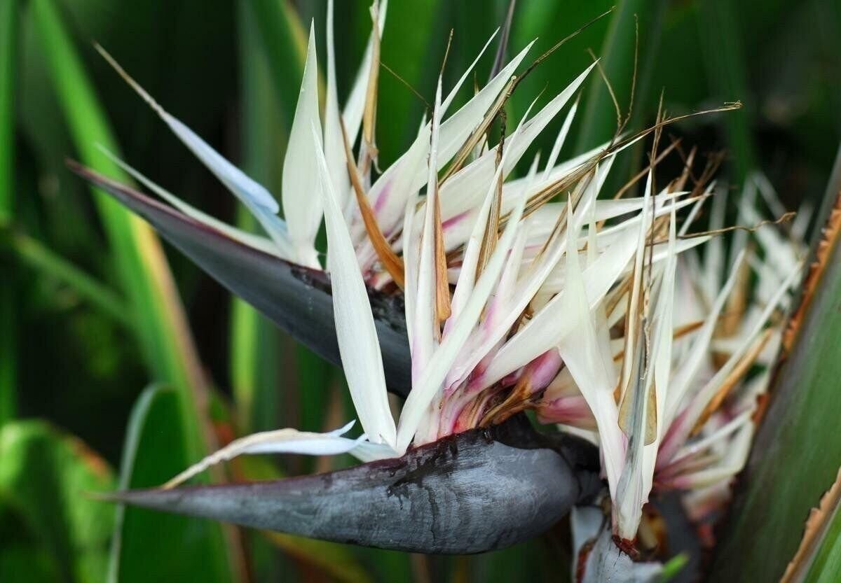 Giant White Bird of Paradise – Live Plant in a 3 Gallon Pot