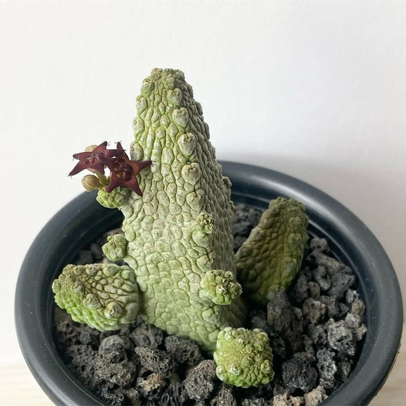 4-5CM Succulent Cactus Plant Pseudolithos Caput-Viperae（Multi-Heads）Apocynaceae.