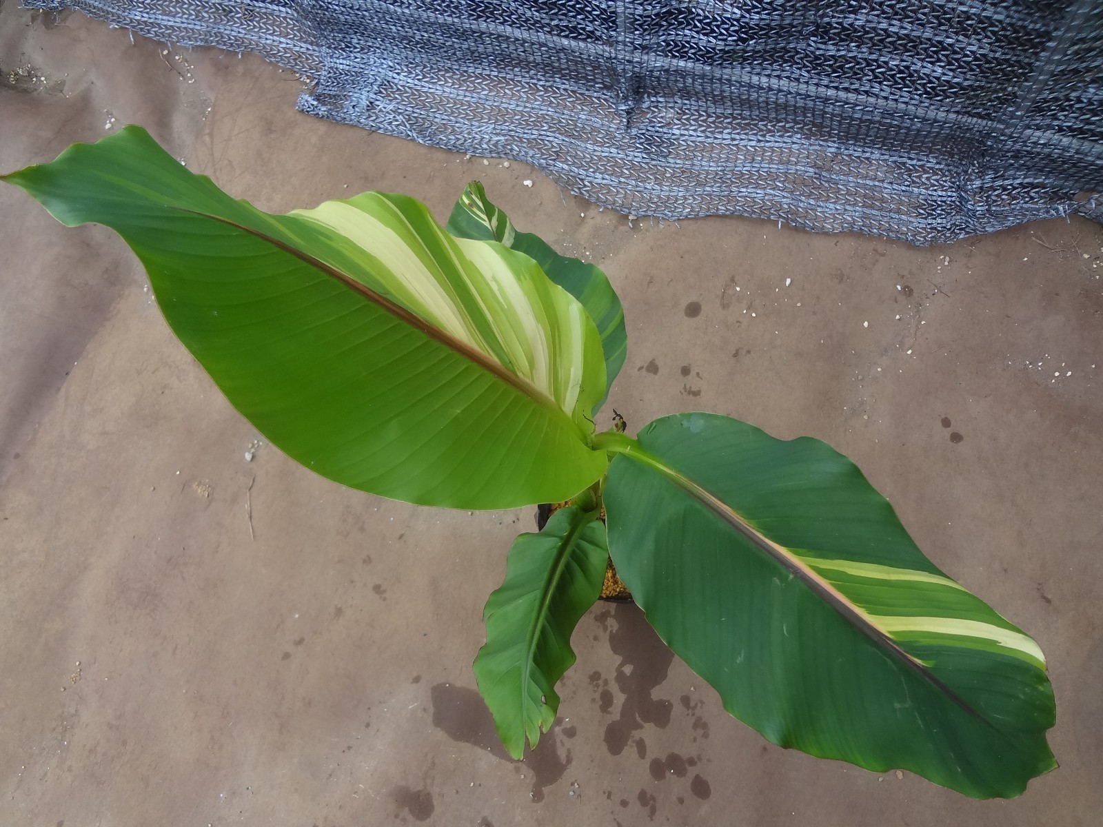 Musa basjoo variegated [Must read description] B