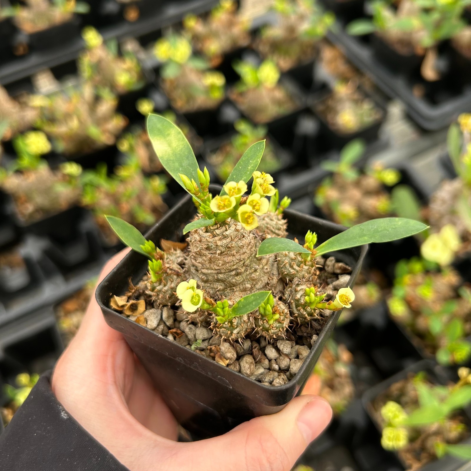 RareSucculent plant Euphorbia parvimedusae SeedGrown 5cm