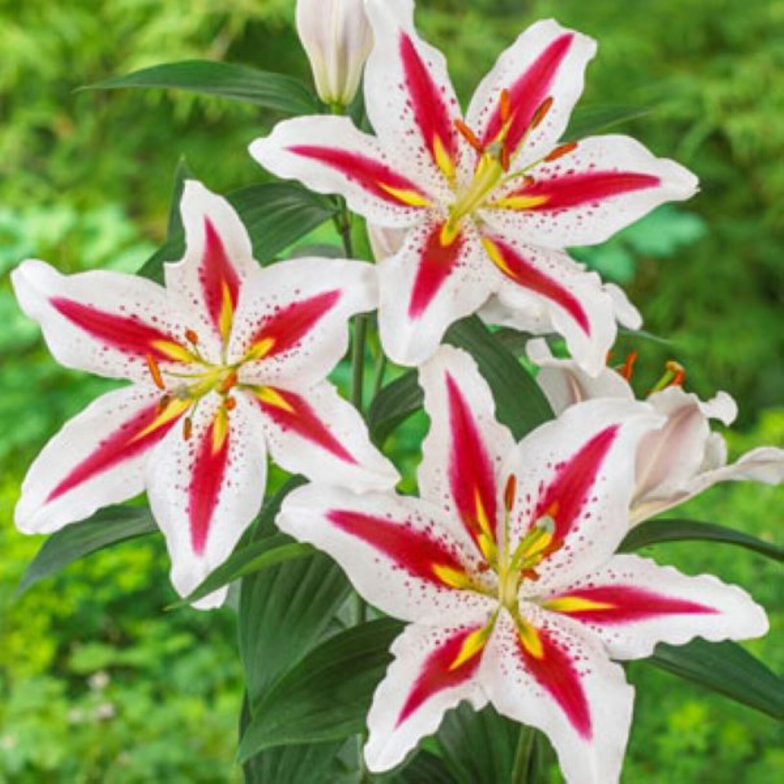 50 Lily Flower Seeds Much Less Money Than Bulbs
