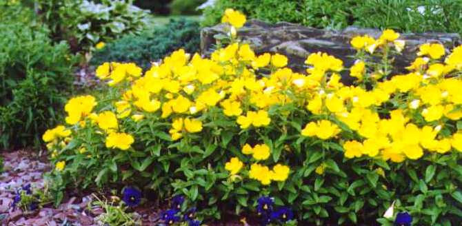 OENOTHERA EVENING PRIMROSE – LEMON DROPS 12+ PLANTS – SPRING 2025 ORDER – LOOK!