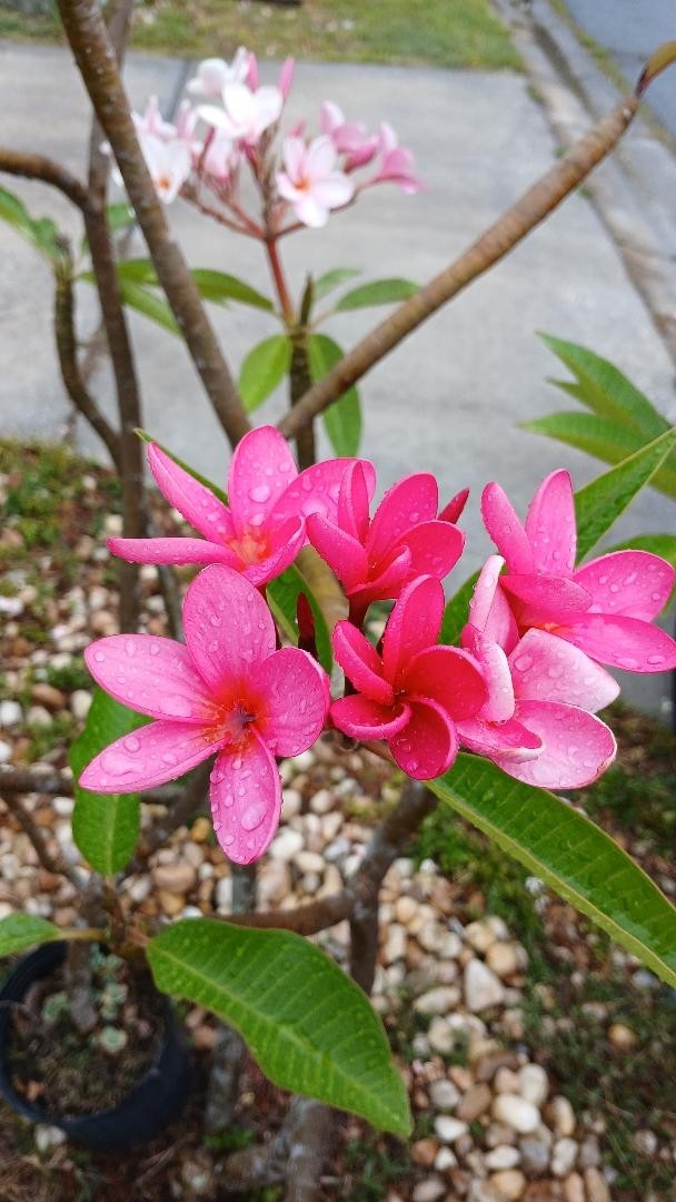 NEON PINK 11 IN” PLUMERIA FRANGIPANI FRESH HAWAII CUTTING 11″-FREE SHIPPING