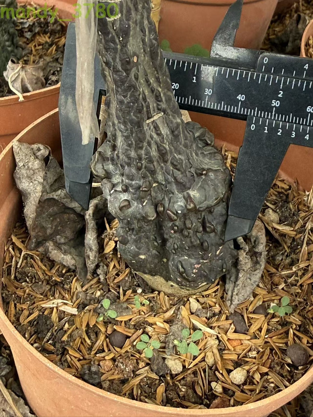 RarePlant Cacti Adenia stylosa redleaf Boutique Garden seedgrowth 4-5CM