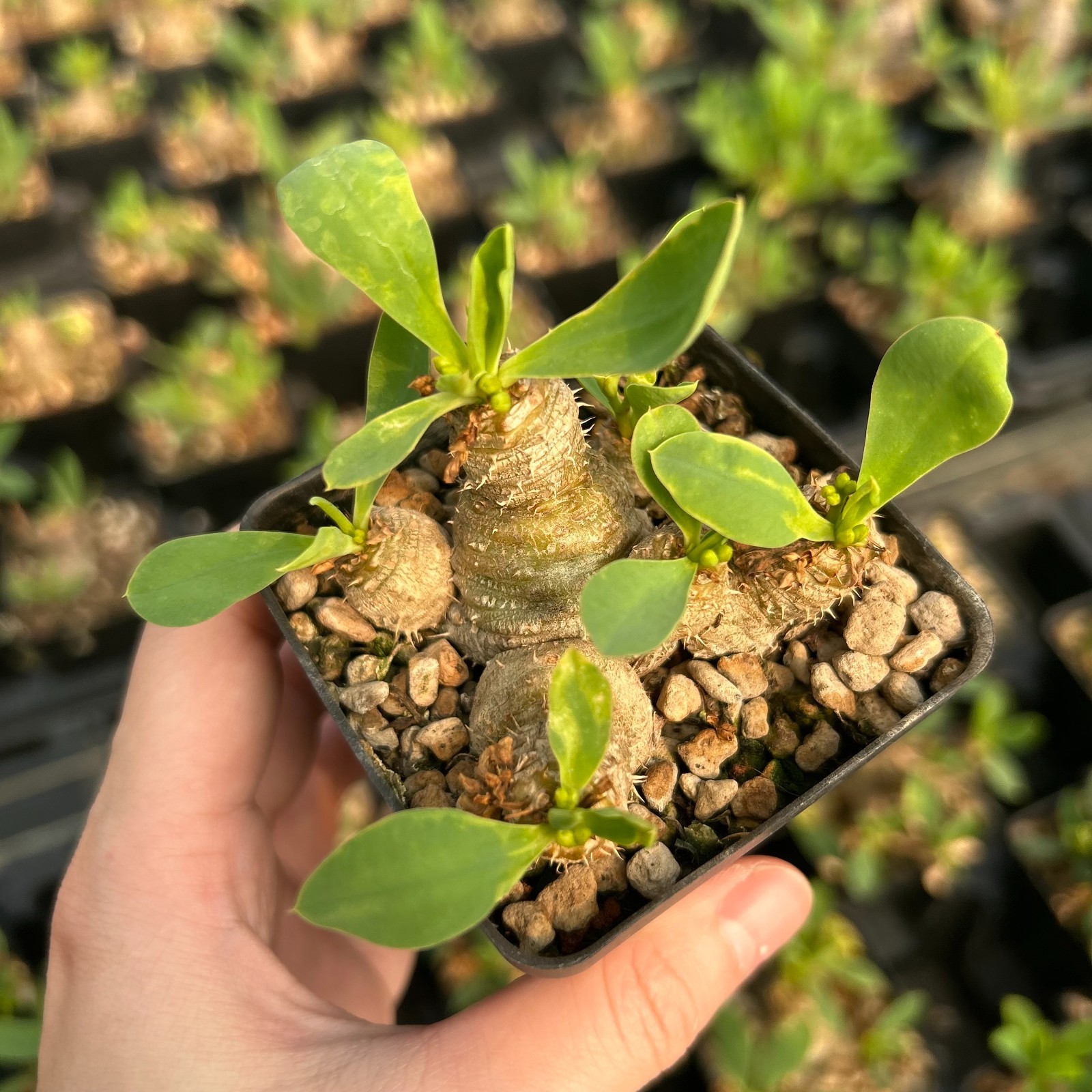RareSucculent plant Euphorbia parvimedusae SeedGrown 5cm