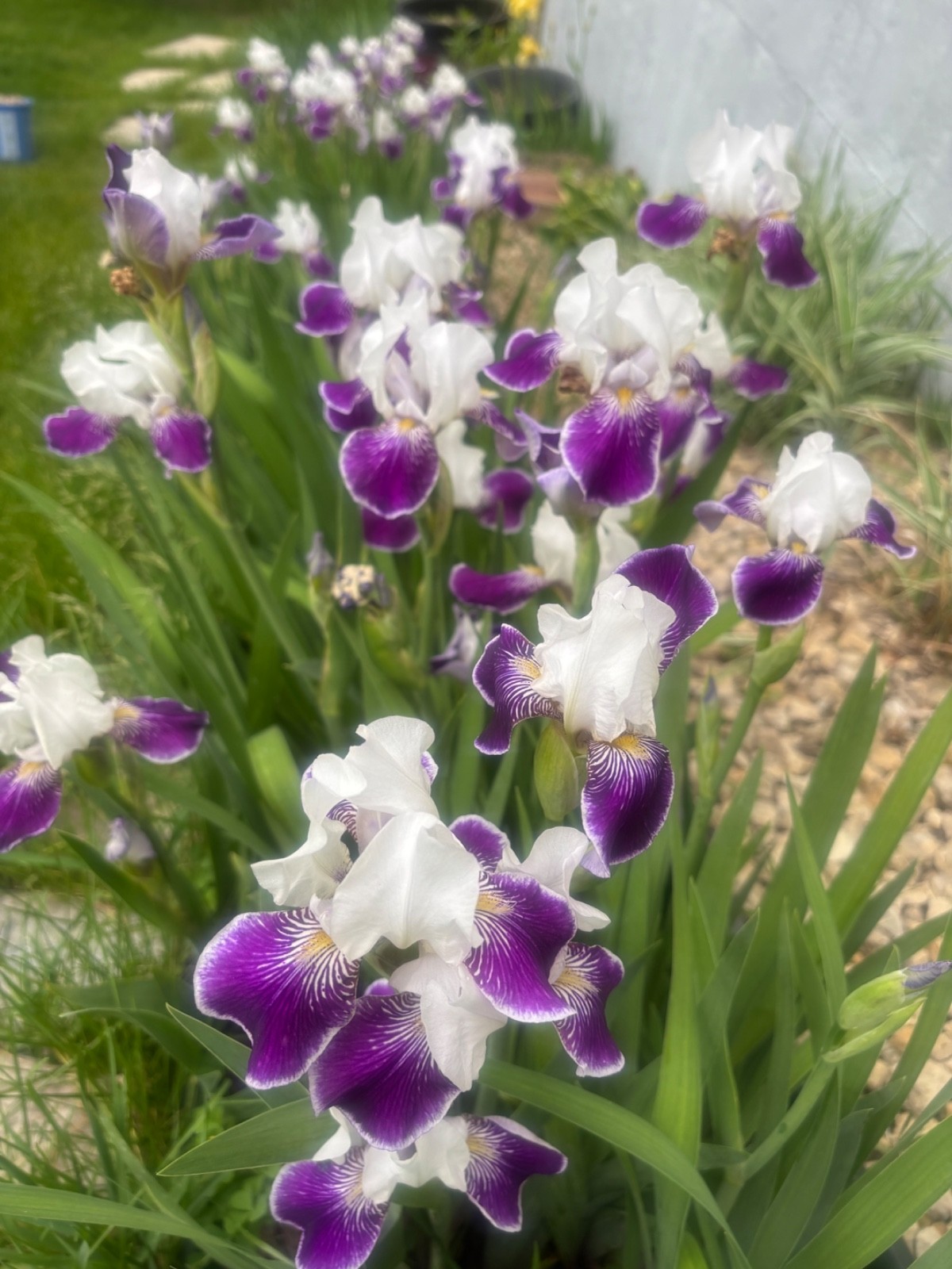 6 – MIXED white /purple COLORS BEARDED IRIS Bulbs/Rhizomes FRESH – Perennial
