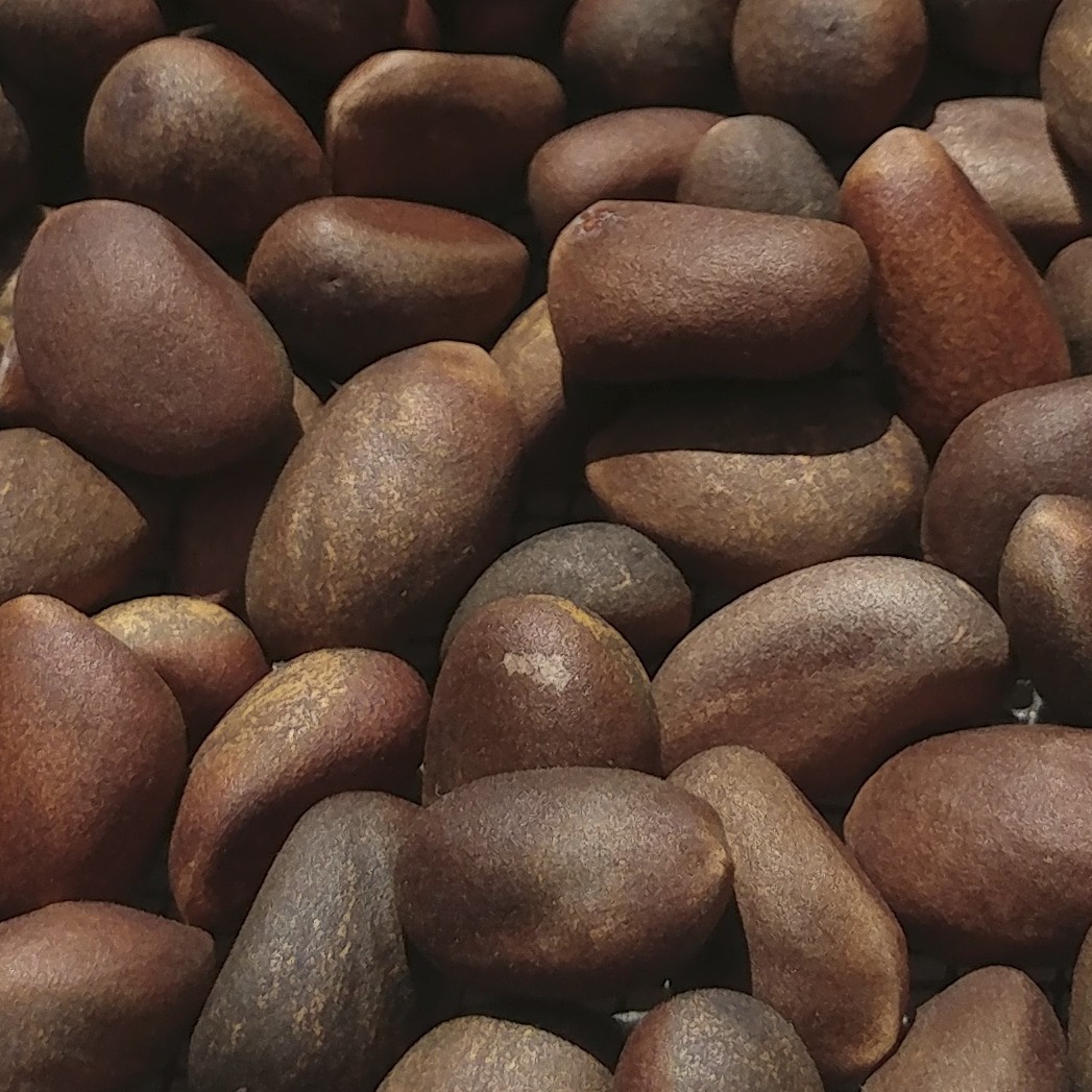 New Mexico Piñon Pine Nuts 2024 | 8oz ~ Roasted & Salted Pinon