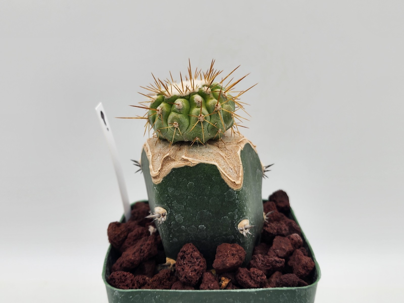 Copiapoa – Unknown Sp. – Grafted