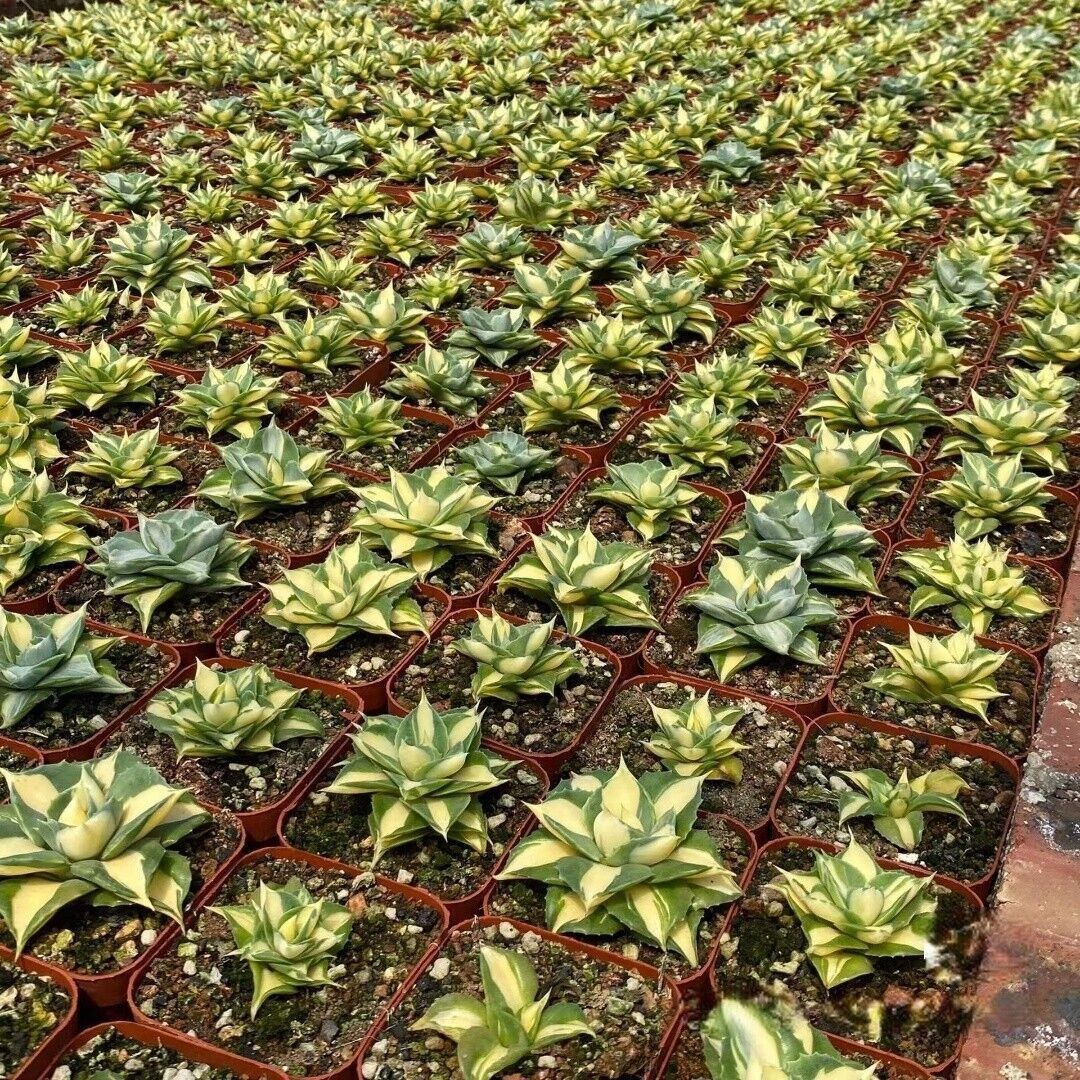 4-5CM Succulent Plant var.Verschaffeltii Compacta Agavaceae Agave Potatorum