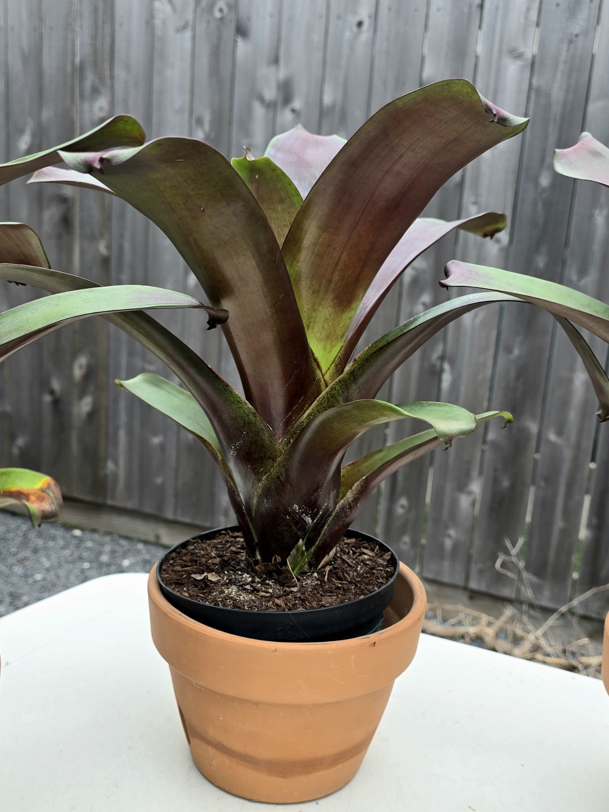 Stunning Alcantarea Imperialis ‘Rubra’ Bromeliad