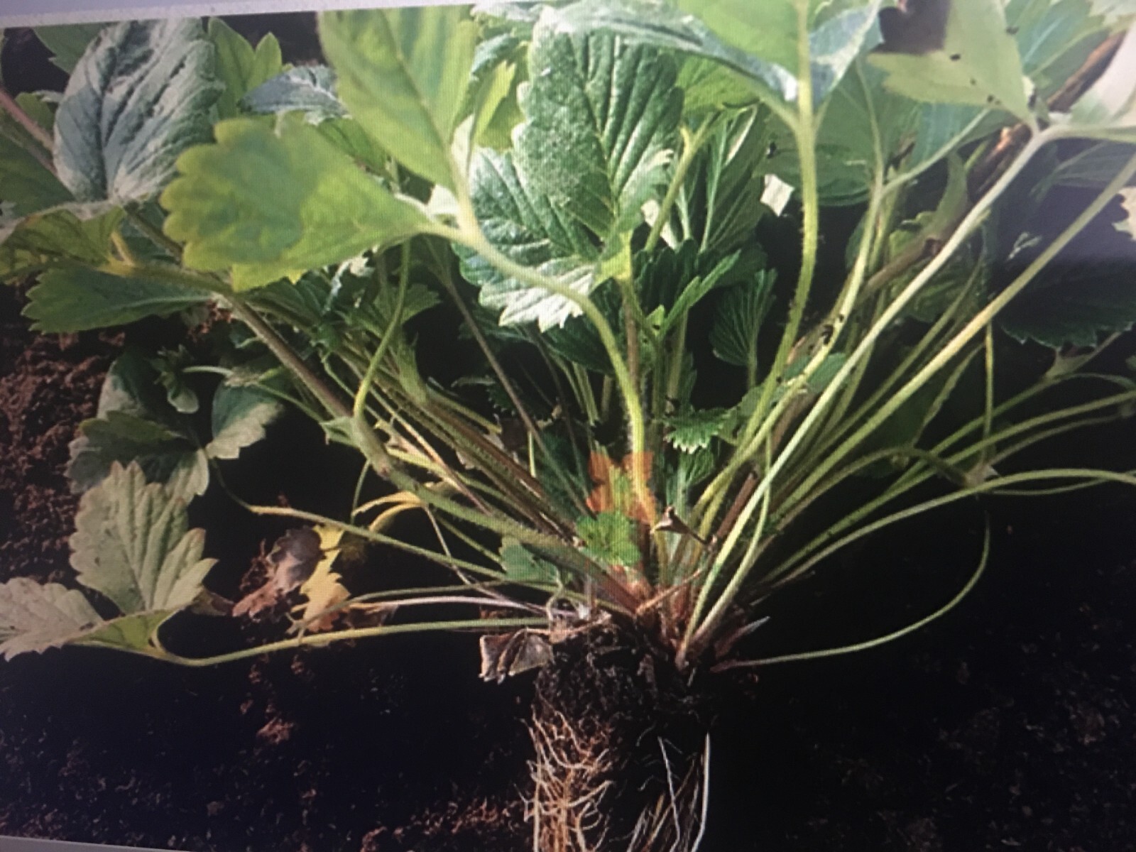 100+White Strawberry Seeds Pineberry Hula berry Alpine berry Container GardenUSA