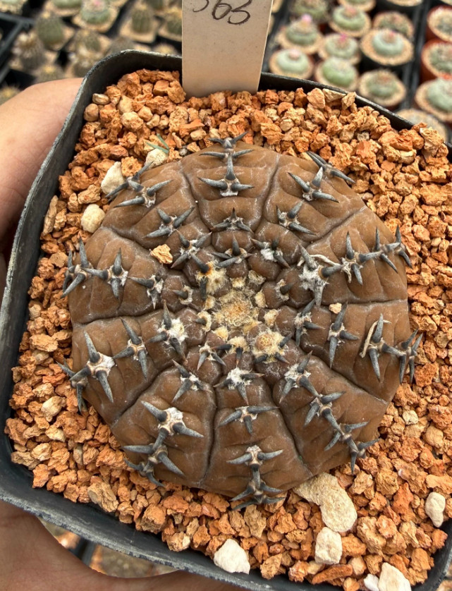 5cm Gymnocalycium bodenbenderianum seedgrown