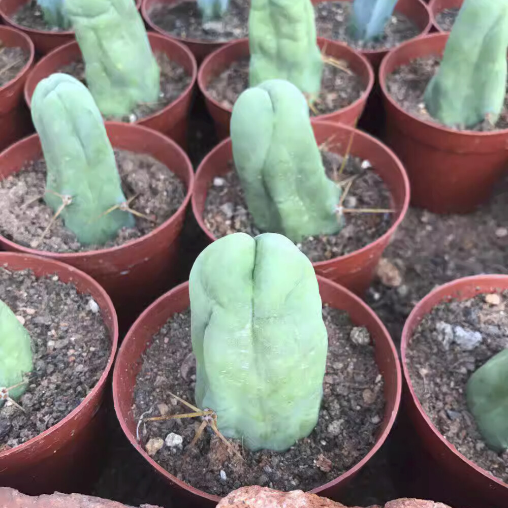 8CM Succulent Cactus Plant Eulychnia Castanea Male Sexy Cactaceae Home Garden