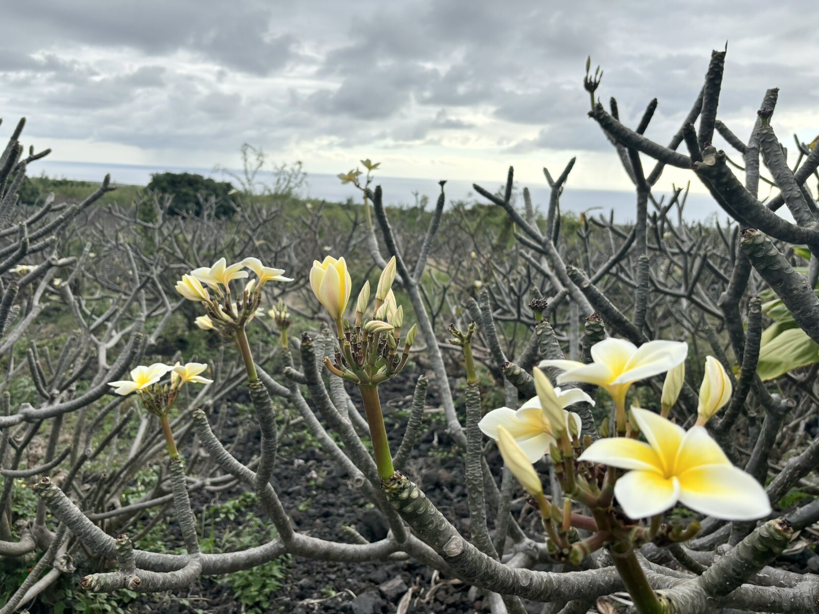 Yellow Plumeria Cutting Single Head 10inch Fresh Starter x1