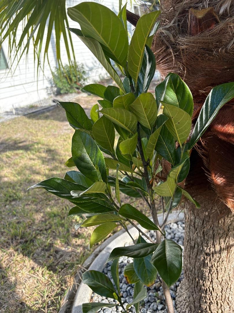 1 YEAR OLD GRAFTED BLACK GOLD JACKFRUIT TREE (A. HETEROPHYLLUS)